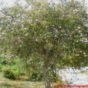 Melaleuca rosa