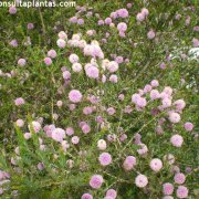 Melaleuca nesophila