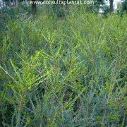 Melaleuca nesophila