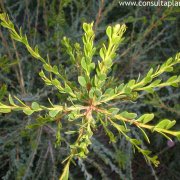Melaleuca rosa