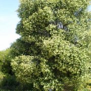 Melaleuca styphelioides
