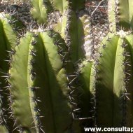 Myrtillocactus schenckii