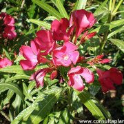 Nerium oleander