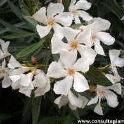 Nerium oleander