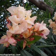 Nerium oleander