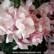 Nerium oleander