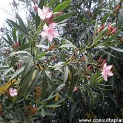 Nerium oleander