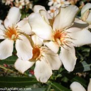 Nerium oleander