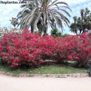 Nerium oleander