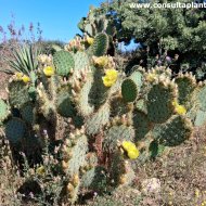 Opuntia chlorotica