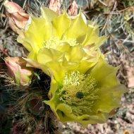 Opuntia chlorotica