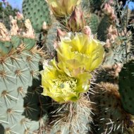 Opuntia chlorotica