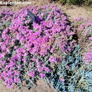 Oscularia deltoides