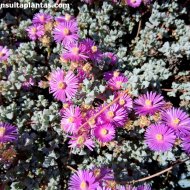 Oscularia deltoides