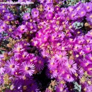 Oscularia deltoides