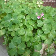 Oxalis articulata