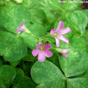 Oxalis articulata