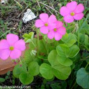 Oxalis bowiei
