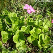 Oxalis bowiei