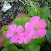 Oxalis bowiei