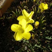 Oxalis flava
