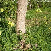 Oxalis pes-caprae