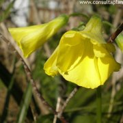 Oxalis pes-caprae