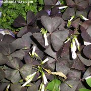 Oxalis triangularis