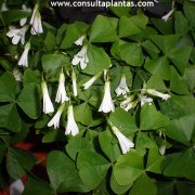 Oxalis triangularis