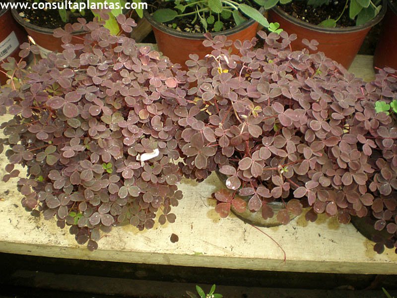 Oxalis corniculata or Creeping woodsorrel Care and Growing
