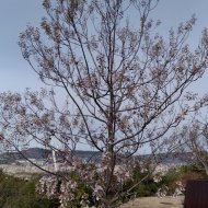 Paulownia elongata