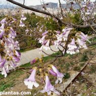 Paulownia elongata
