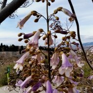 Paulownia elongata
