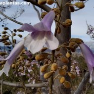 Paulownia elongata