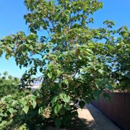 Paulownia elongata