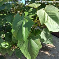 Paulownia elongata