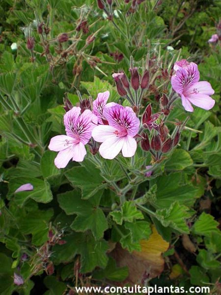 Pelargonium cucullatum