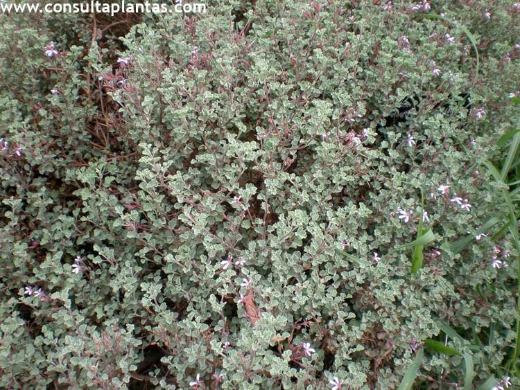 Pelargonium exstipulatum