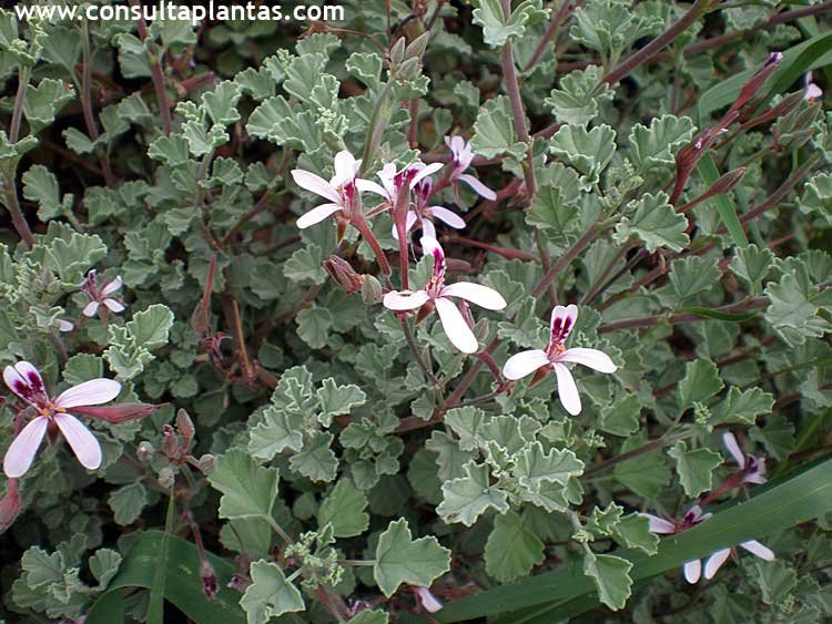 Pelargonium exstipulatum