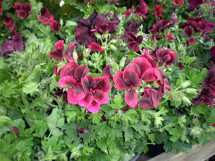 Pelargonium peltatum