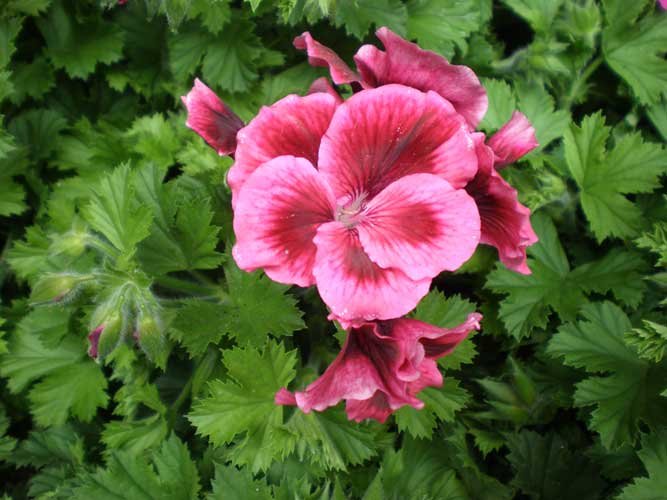 Pelargonium peltatum