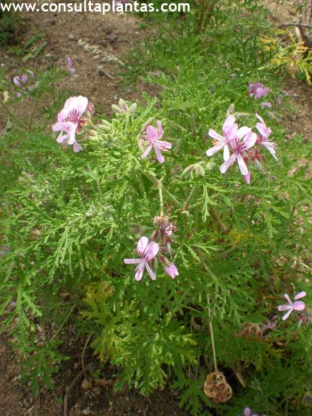 Pelargonium radens