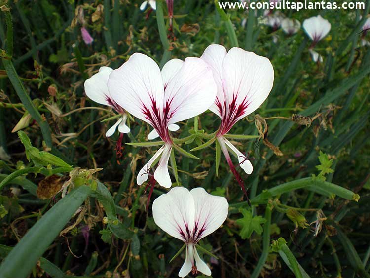 Pelargonium tetragonum