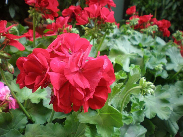 Pelargonium zonale