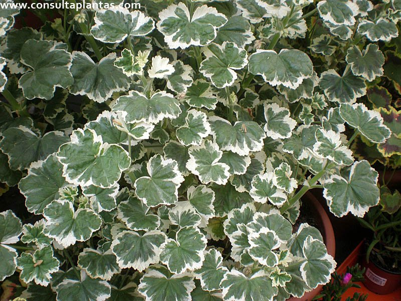 Pelargonium zonale