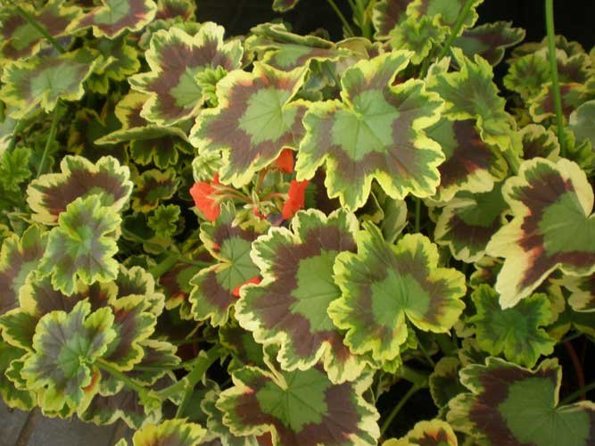 Pelargonium zonale