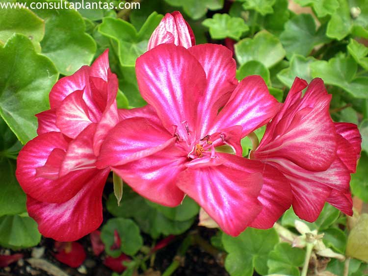 Pelargonium zonale