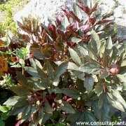 Paeonia cambessedesii