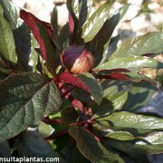 Paeonia cambessedesii