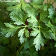 Perejil en flor